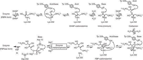 Fructose 1,6-bisphosphate Structural basis for the bifunctionality of fructose16