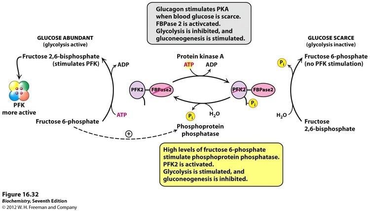 Fructose 2,6-bisphosphate Kevin Ahern39s Biochemistry BB 450550 at Oregon State University