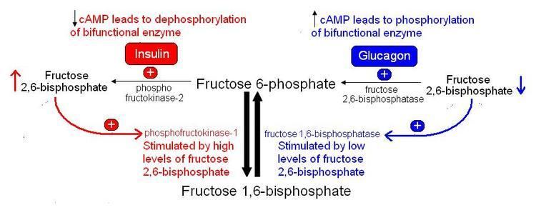 Fructose 2,6-bisphosphate wwwrobertbarringtonnetwpcontentuploads20120