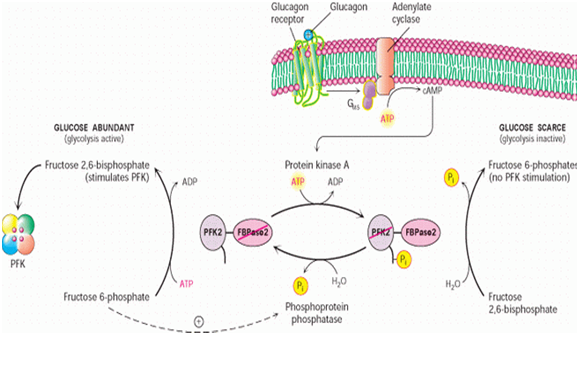 Fructose 2,6-bisphosphate Fructose 2 6 Bis phosphate and regulation of glycolysis