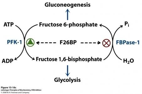 Fructose 2,6 bisphosphate - Alchetron, the free social encyclopedia