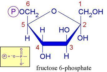Fructose 6-phosphate TJ Fructose 6phosphate also known as the Neuberg ester is