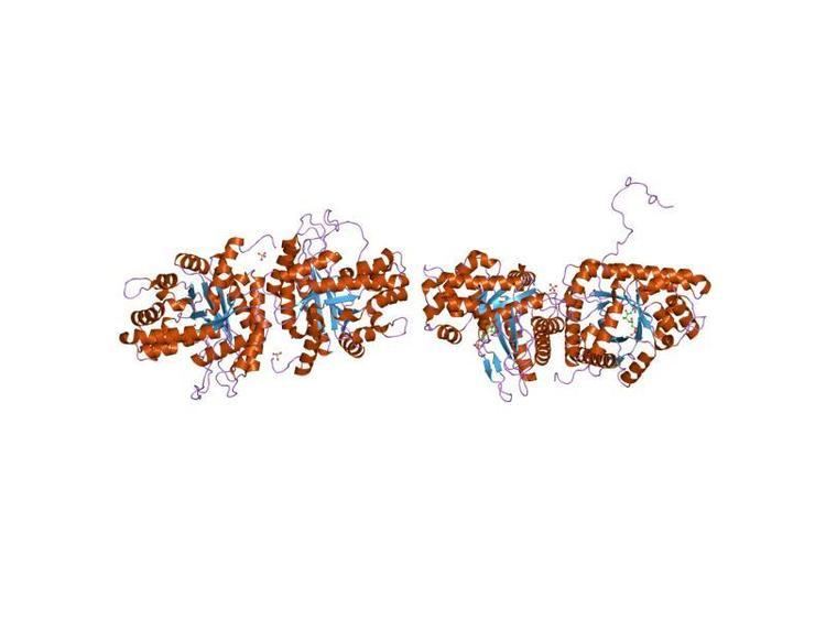 Fructose-bisphosphate aldolase