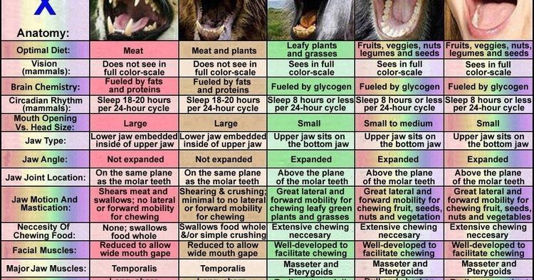 A comparative anatomy chart, comparing the carnivore, omnivore, herbivore, frugivorous, and human