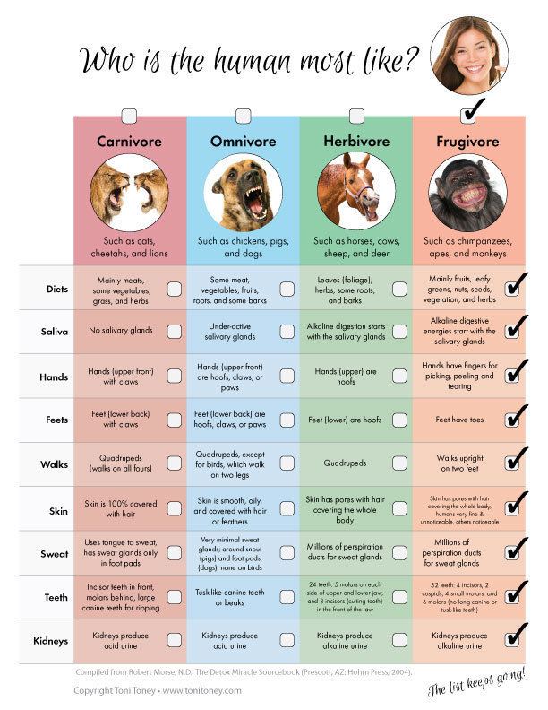A comparative chart of who is the human most like among the carnivore, omnivore, herbivore, and frugivorous