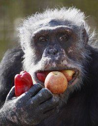 Monkey eating fruits