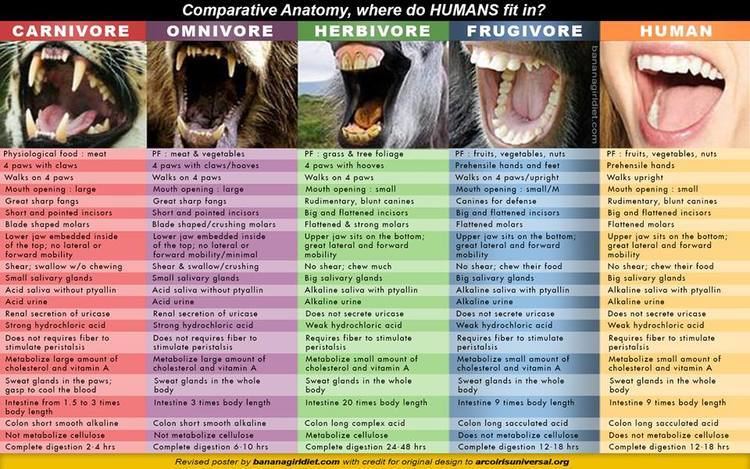 A comparative anatomy chart, comparing the carnivore, omnivore, herbivore, frugivorous, and human