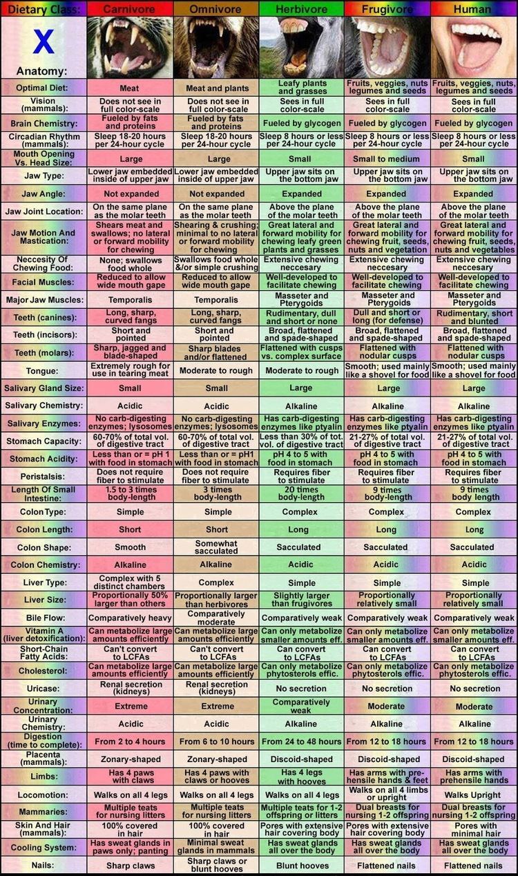 A comparative anatomy chart, comparing the carnivore, omnivore, herbivore, frugivorous, and human