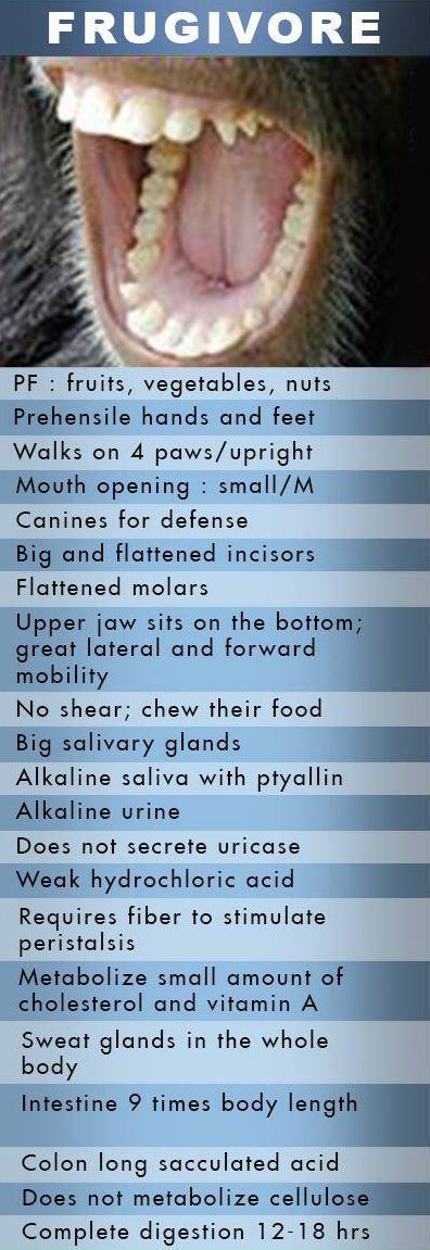 Information about Frugivore