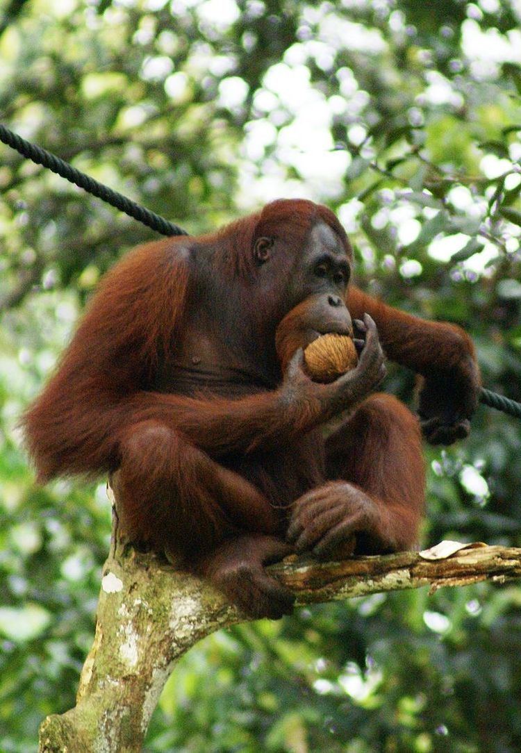 A Bornean orangutan perched on a tree eating fruit.