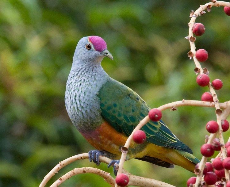 Fruit dove A Rainbow of Fruit Doves Featured Creature