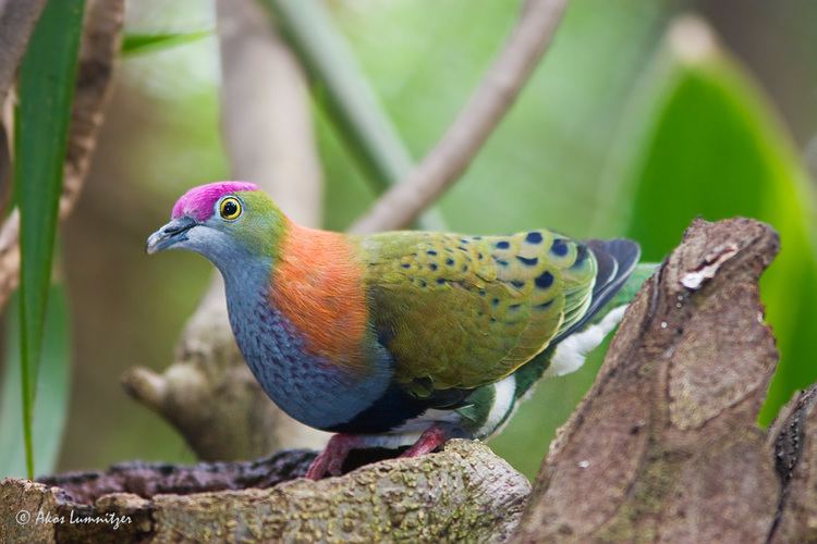 Fruit dove Superb FruitDove BIRDS in BACKYARDS