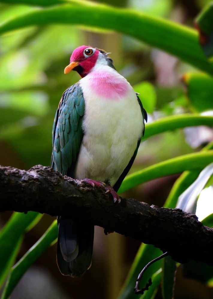 Fruit dove Jambu Fruit Dove The Cincinnati Zoo amp Botanical Garden