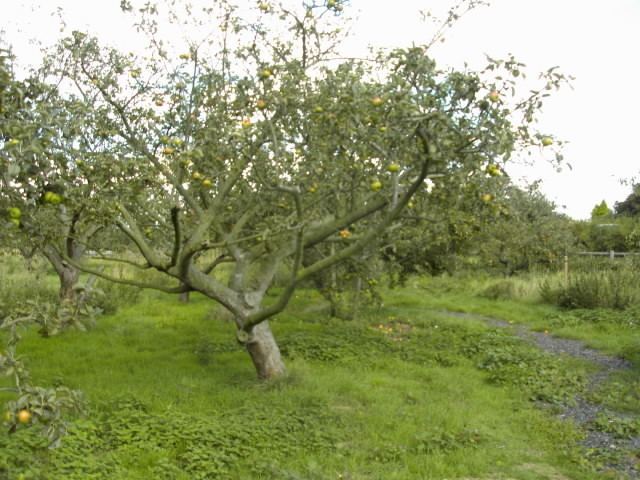 Fruit tree pruning