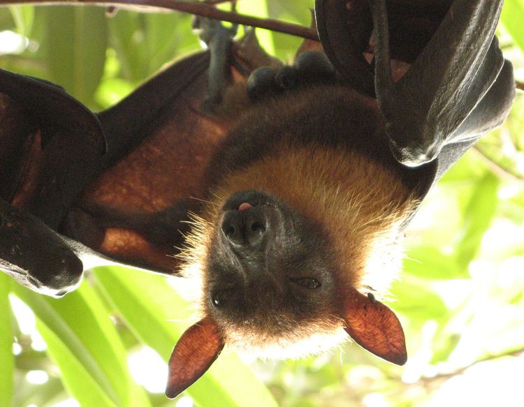 Fruitbat Stop Fruit Bat Trade ForceChange