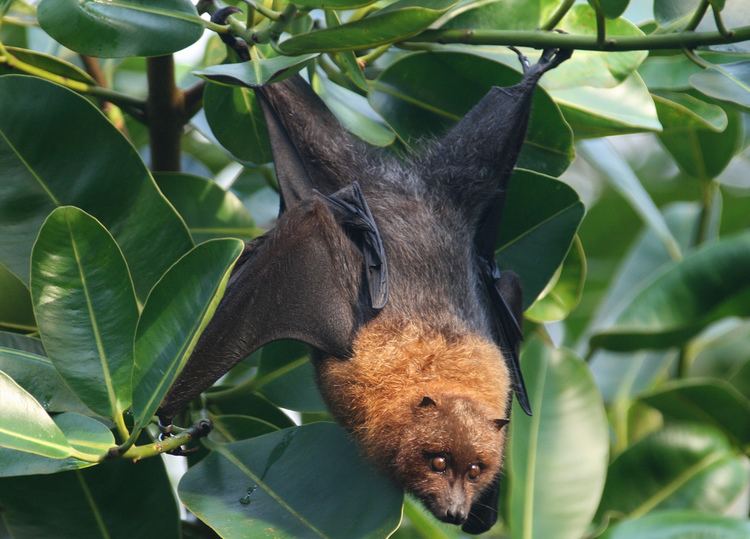 Fruitbat Rodrigues Fruit Bat Fact Sheet