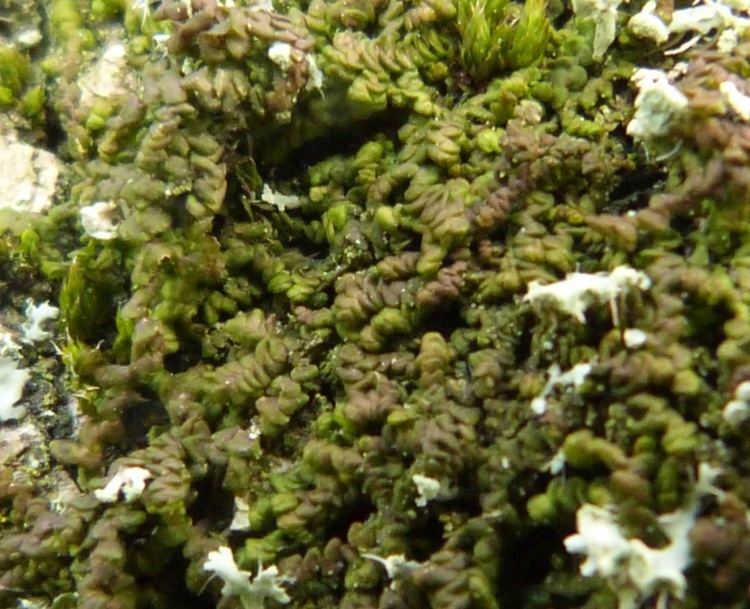 Frullania dilatata Dilated Scalewort Frullania dilatata NatureSpot