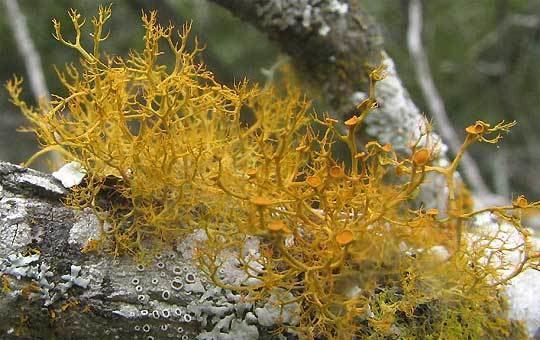 Fruticose lichen Fruticose Lichens