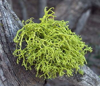 Fruticose lichen httpsuploadwikimediaorgwikipediacommonsthu