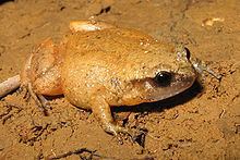 Fry's frog httpsuploadwikimediaorgwikipediacommonsthu