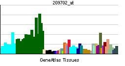 FTO gene