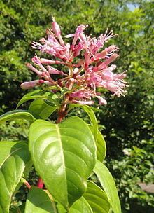 Fuchsia arborescens httpsuploadwikimediaorgwikipediacommonsthu