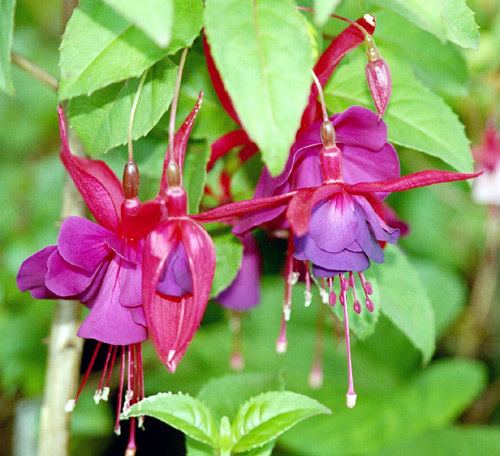 Fuchsia Fuchsia color Wikipedia