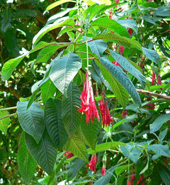 Fuchsia boliviana wwwpfaforgAdminPlantImagesFuchsiaBoliviana2gif