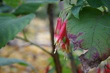 Fuchsia campii httpsuploadwikimediaorgwikipediacommonsthu