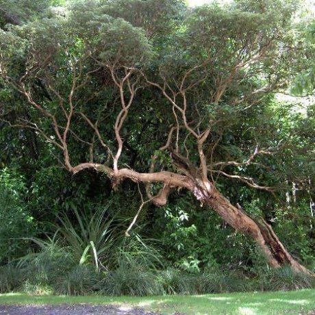 Fuchsia excorticata Fuchsia excorticata Kotukutuku Tree Fuchsia Southern Woods