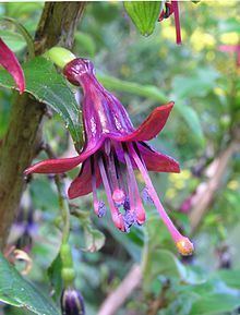 Fuchsia excorticata httpsuploadwikimediaorgwikipediacommonsthu