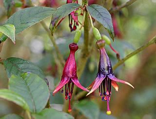 Fuchsia excorticata Hebe Society NZ Plants F Fuchsia excorticata