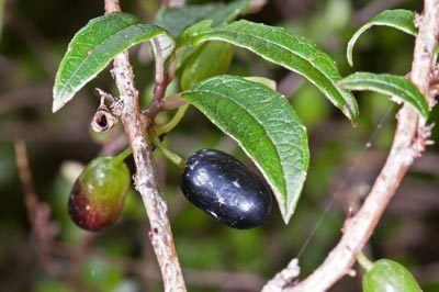 Fuchsia excorticata Fuchsia excorticata New Zealand Plant Conservation Network