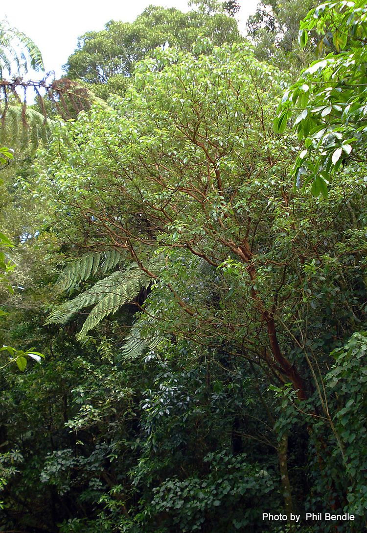 Fuchsia excorticata TERRAIN Taranaki Educational Resource Research Analysis