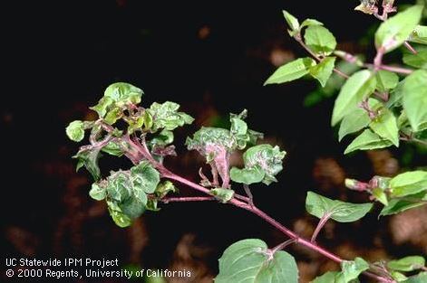 Fuchsia gall mite Fuchsia gall mite