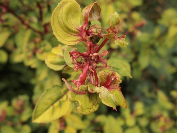 Fuchsia gall mite Fuchsia gall mite Aculops fuchsiae Problems Oak Leaf Gardening