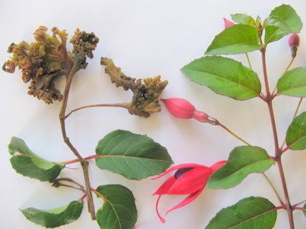 Fuchsia gall mite Fuchsia gall miteRHS Gardening