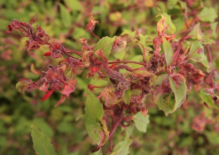 Fuchsia gall mite Fuchsia gall mite Aculops fuchsiae Problems Oak Leaf Gardening