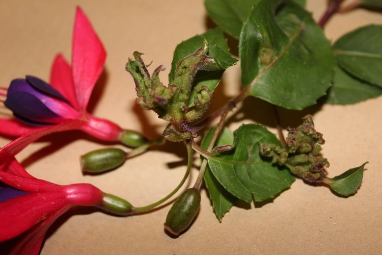 Fuchsia gall mite Fuchsia gall mite Wikipedia