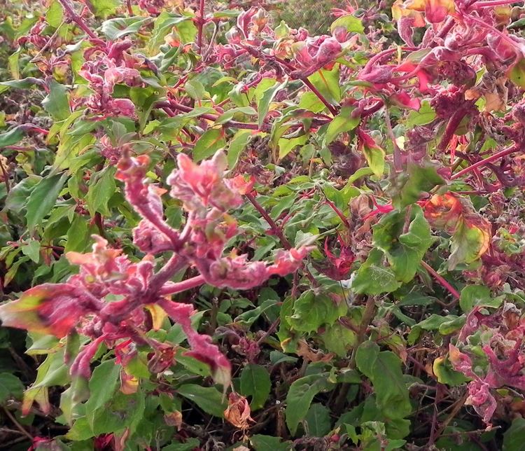 Fuchsia gall mite Fowey Fuchsia and Garden Society July 2011 Fuchsia Gall Mite