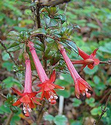 Fuchsia loxensis httpsuploadwikimediaorgwikipediacommonsthu