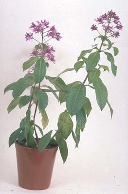 Fuchsia paniculata httpsappsrhsorgukplantselectorimagesdetail