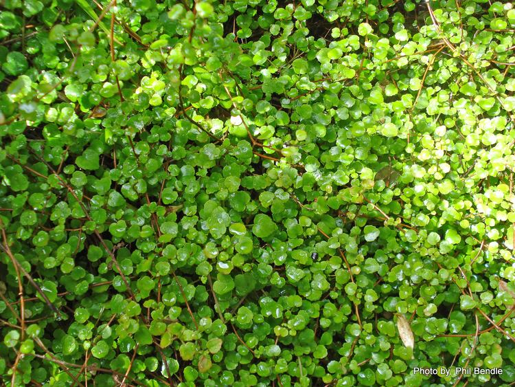 Fuchsia procumbens ketenewplymouthpeoplesnetworknzinfoimagefiles