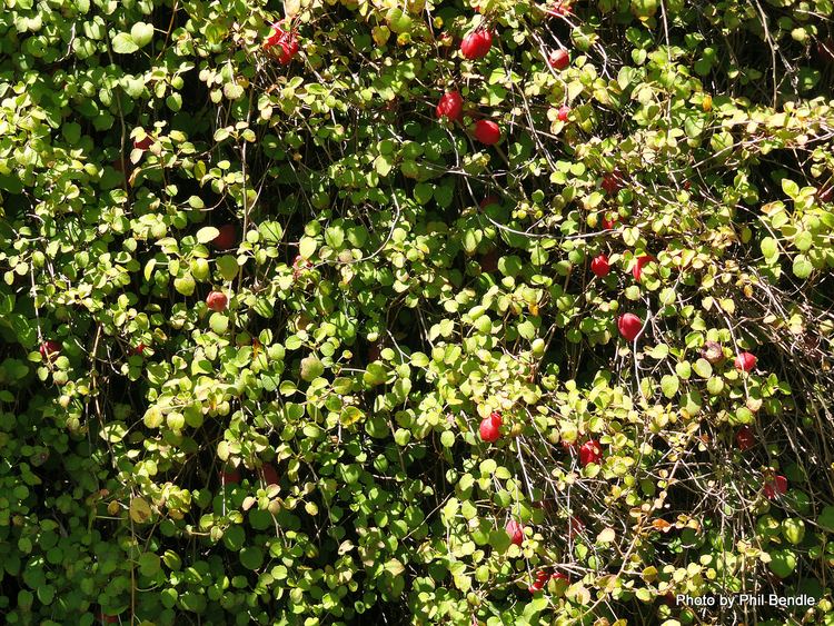 Fuchsia procumbens TERRAIN Taranaki Educational Resource Research Analysis