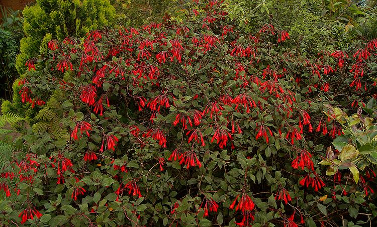 Fuchsia triphylla Photos of Colombia Flowers Fuchsia triphylla