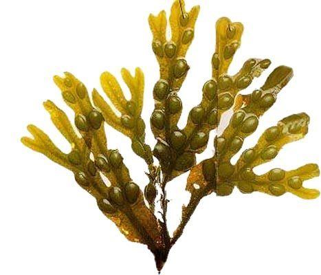 Fucus 1000 images about Fucus on Pinterest The plant Seaweed and North sea