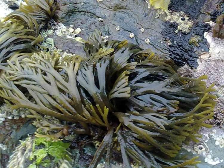 Fucus distichus MarLIN The Marine Life Information Network A brown seaweed