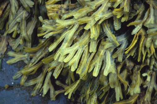 Fucus distichus Seaweeds of Alaska