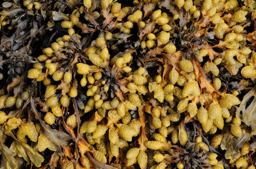 Fucus spiralis Seaweedie Information on marine algae
