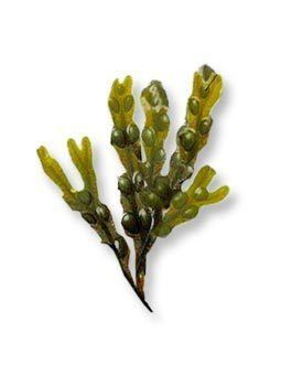 A green fucus vesiculosus or bladder wrack